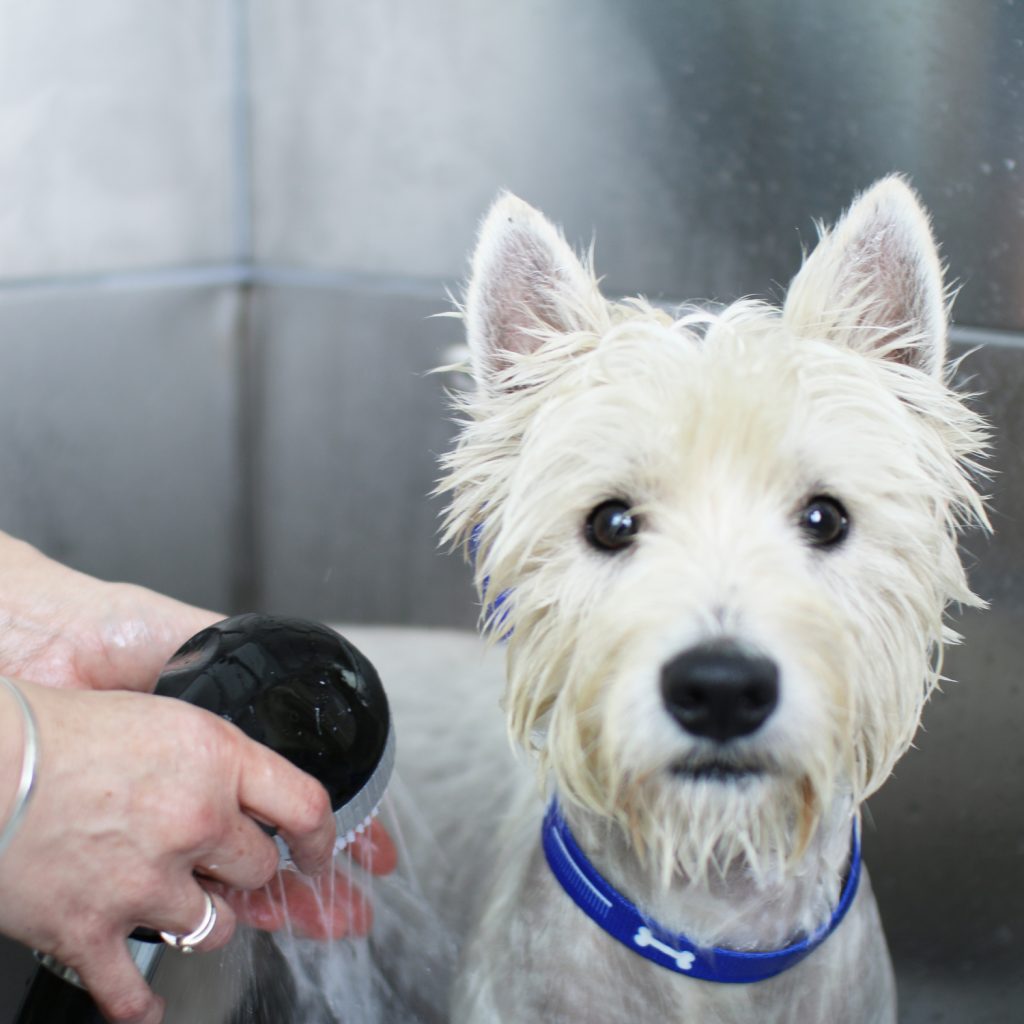 Services Country Style Dog Grooming Sherborne Yeovil Dorset