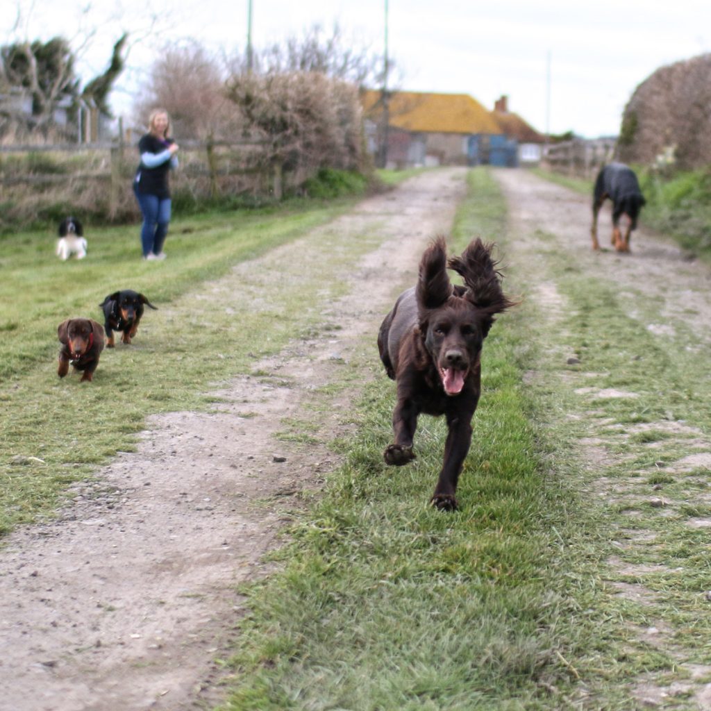 Services Country Style Dog Grooming Sherborne Yeovil Dorset